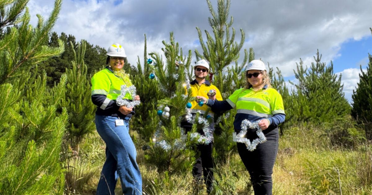 Free Christmas tree giveaway
