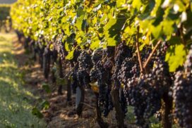 grapegrower vineyard resting rebate South Australia