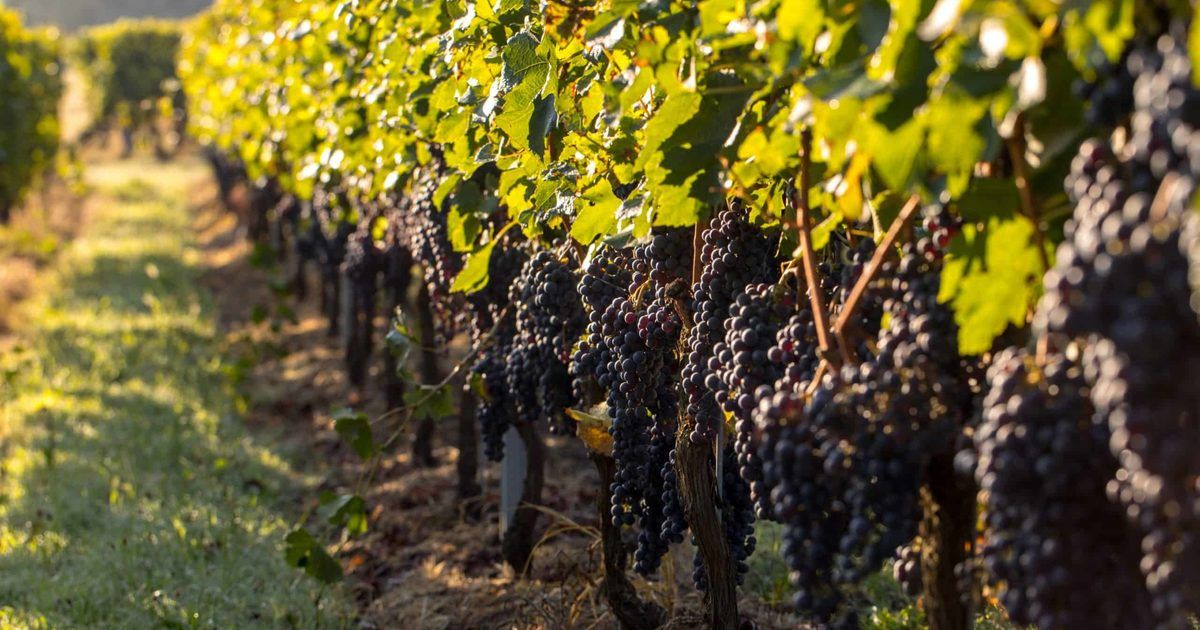grapegrower vineyard resting rebate South Australia