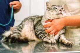 Cat Desexing Mount Gambier
