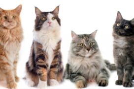 Wattle Range cat management