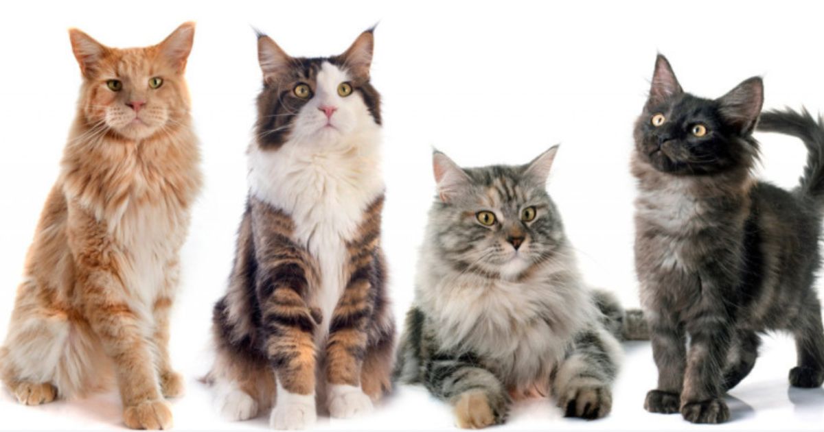Wattle Range cat management