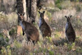 kangaroo surveys