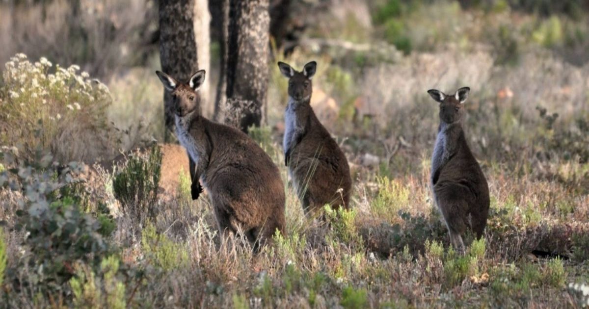 kangaroo surveys