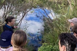 restoration wetlands