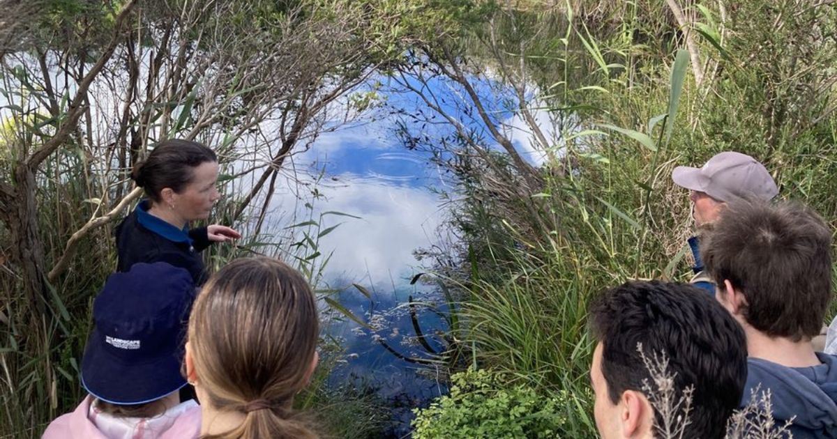restoration wetlands