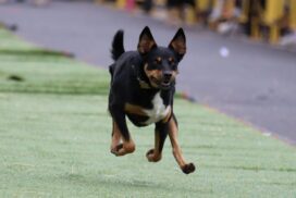 Australian Kelpie Muster