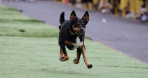 Australian Kelpie Muster