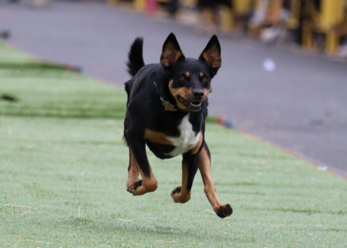 Australian Kelpie Muster