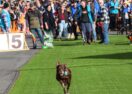 Australian Kelpie Muster