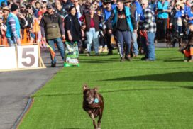 Australian Kelpie Muster