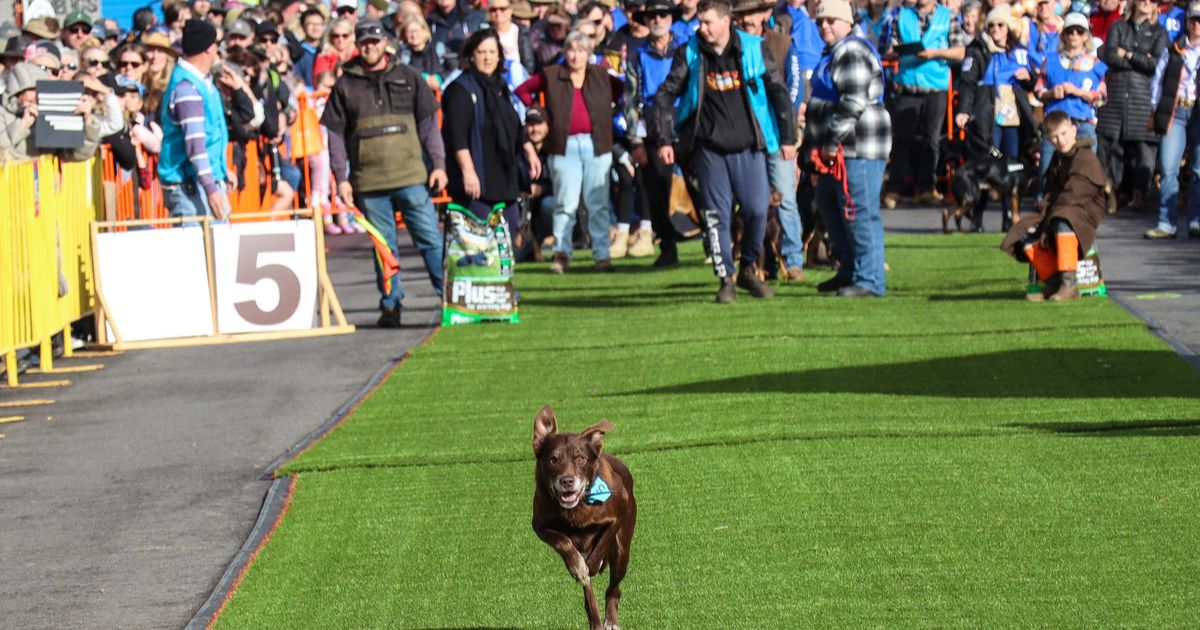 Australian Kelpie Muster
