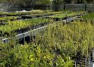 free native plants