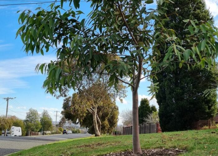Bacchus Marsh pride