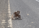 Koala speed limits