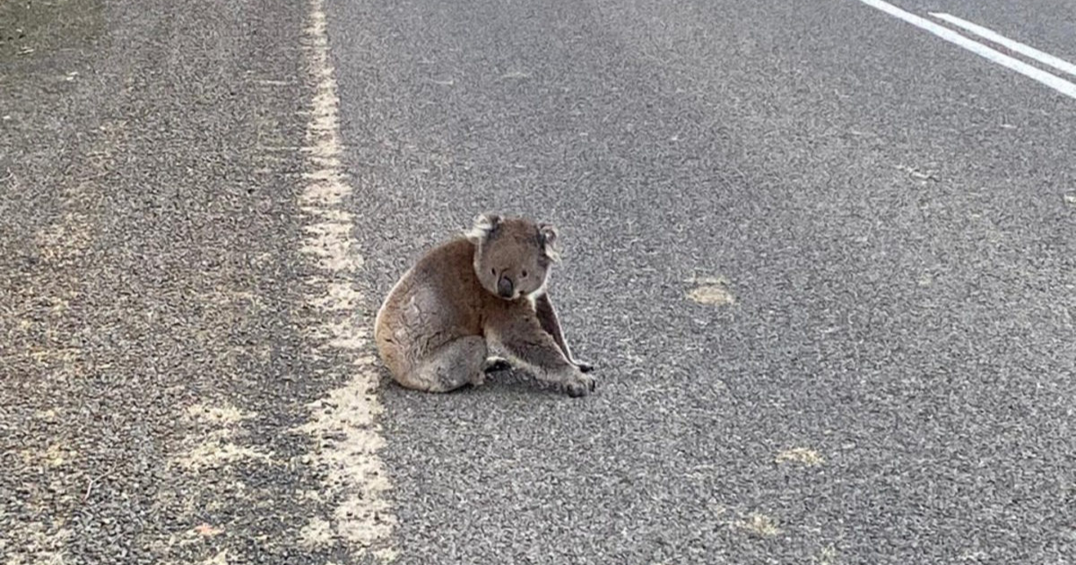 Koala speed limits