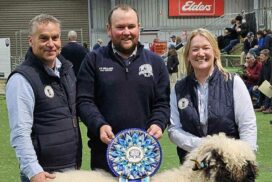 Valais Blacknose Sheep Australia