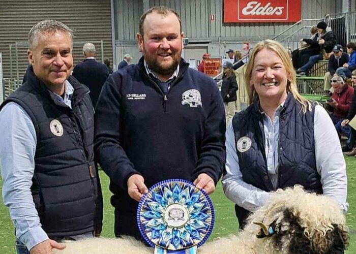 Valais Blacknose Sheep Australia