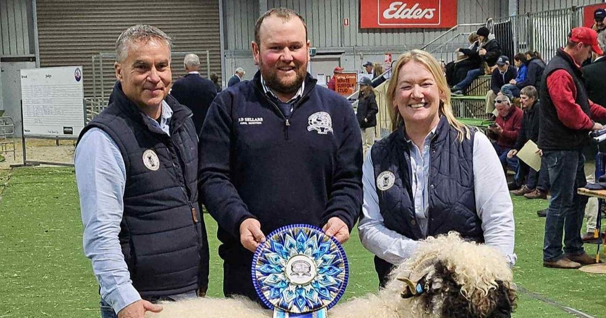Valais Blacknose Sheep Australia