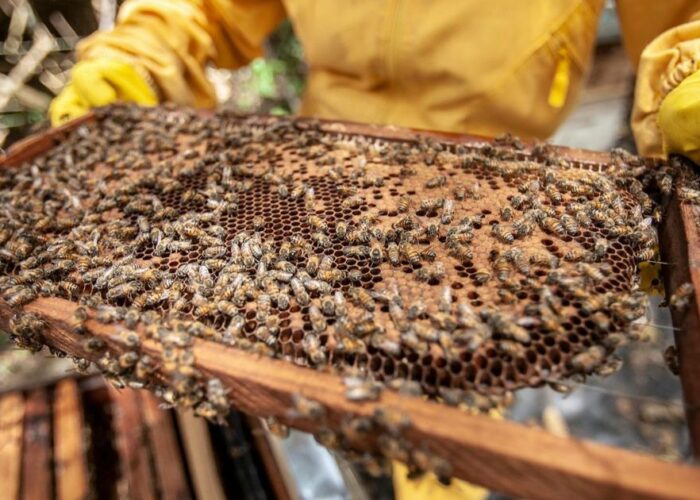 Varroa Mite Treatment