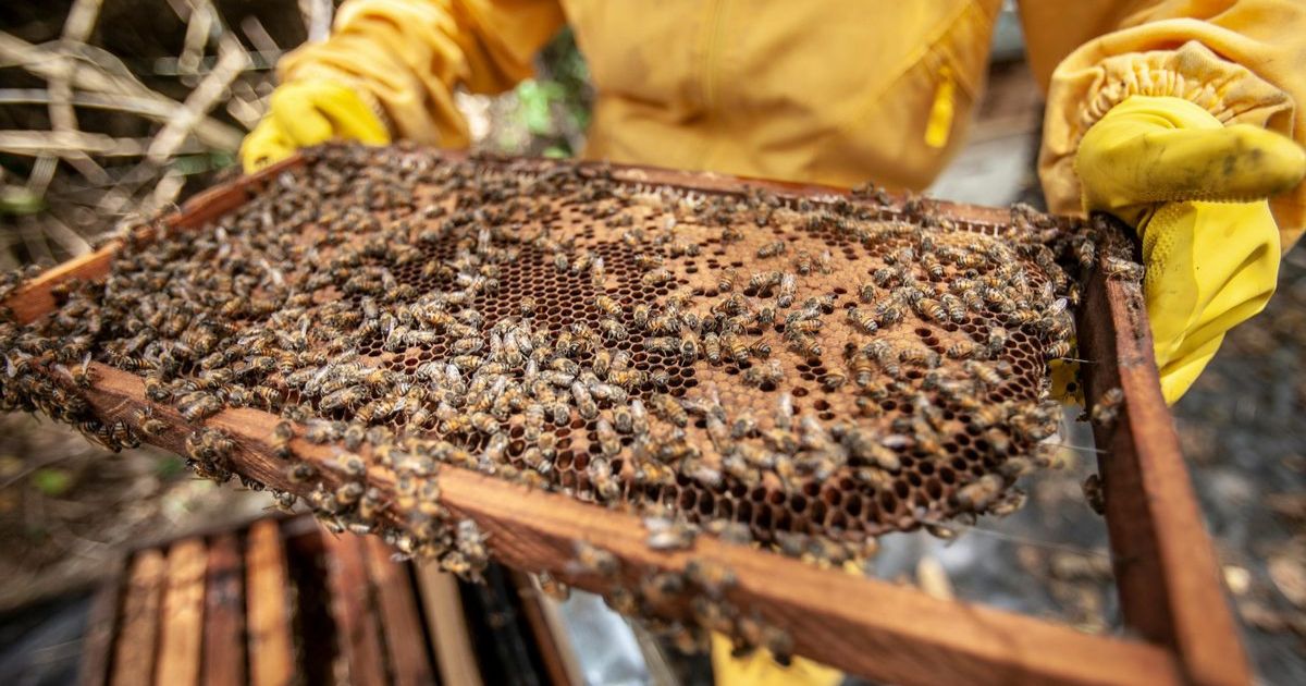 Varroa Mite Treatment
