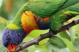 Aussie Bird Count