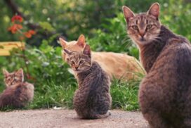 Moorabool Cat Management