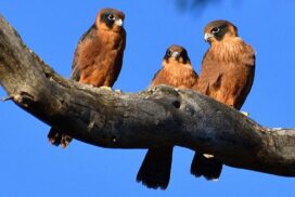 wildlife photography talk