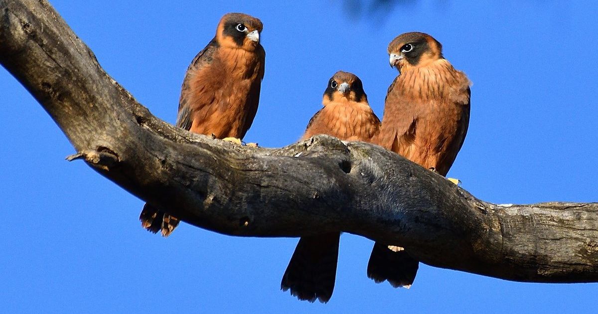wildlife photography talk