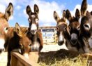Animal Welfare Australia
