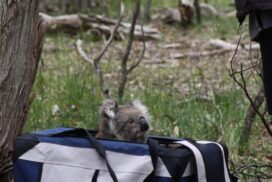 Australian wildlife tracking