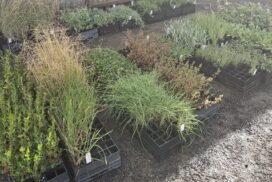 Moorabool native plant giveaway