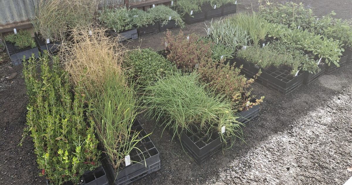 Moorabool native plant giveaway