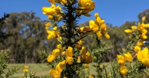 Community gorse control