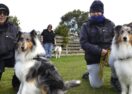 Ballan dog scent work