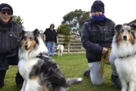 Ballan dog scent work