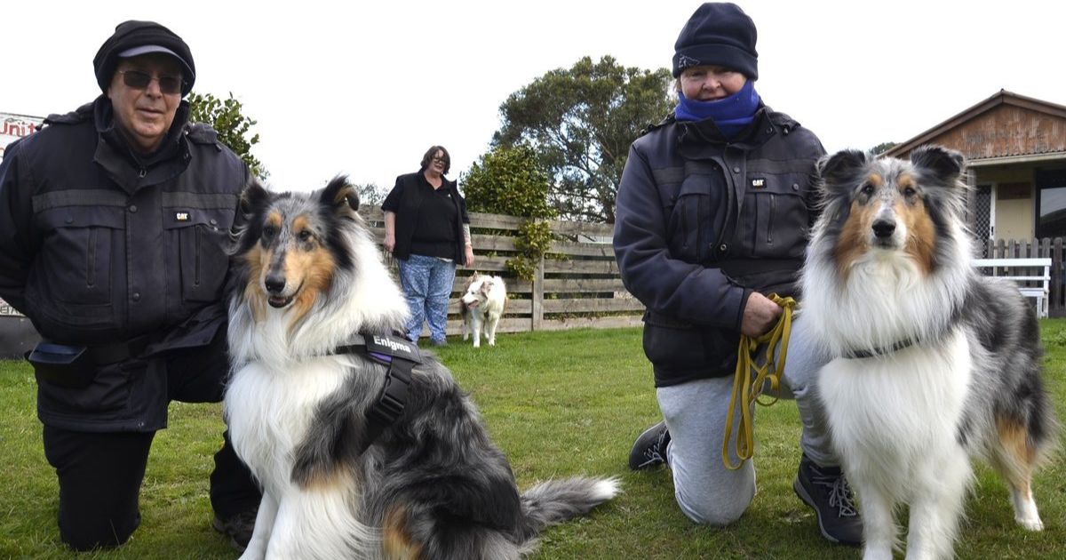 Ballan dog scent work