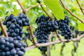 Grape phylloxera RNA treatments