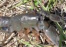 Western burrowing crayfish Ballan