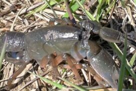 Western burrowing crayfish Ballan
