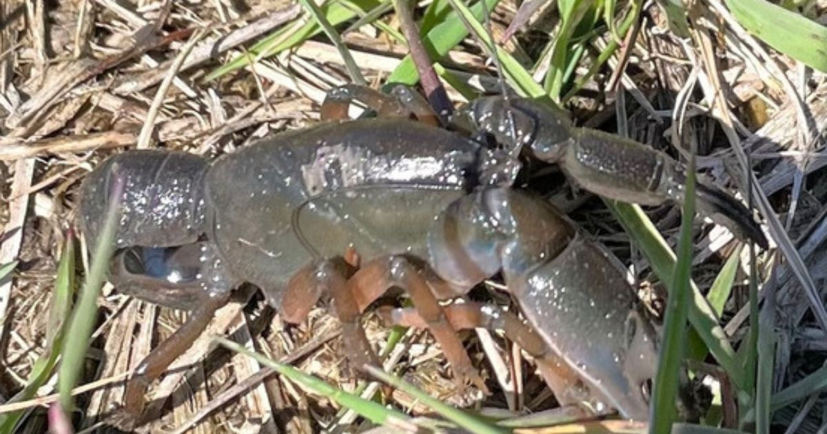 Western burrowing crayfish Ballan