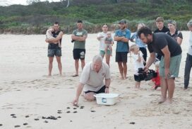 NSW turtle egg rescue