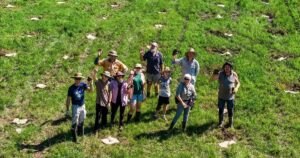 Koala habitat restoration