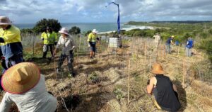 Lennox Headland tree planting