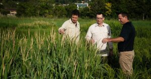 climate-smart black rice