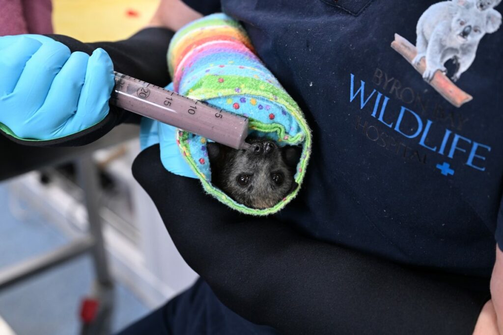 A carer from Byron Bay Wildlife Hospital feeds an injured bat during recovery. The public is urged not to handle bats due to the risk of lyssavirus. Photo: JAMES MORGAN
