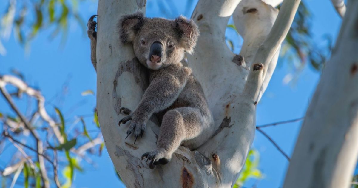 Byron koala safety