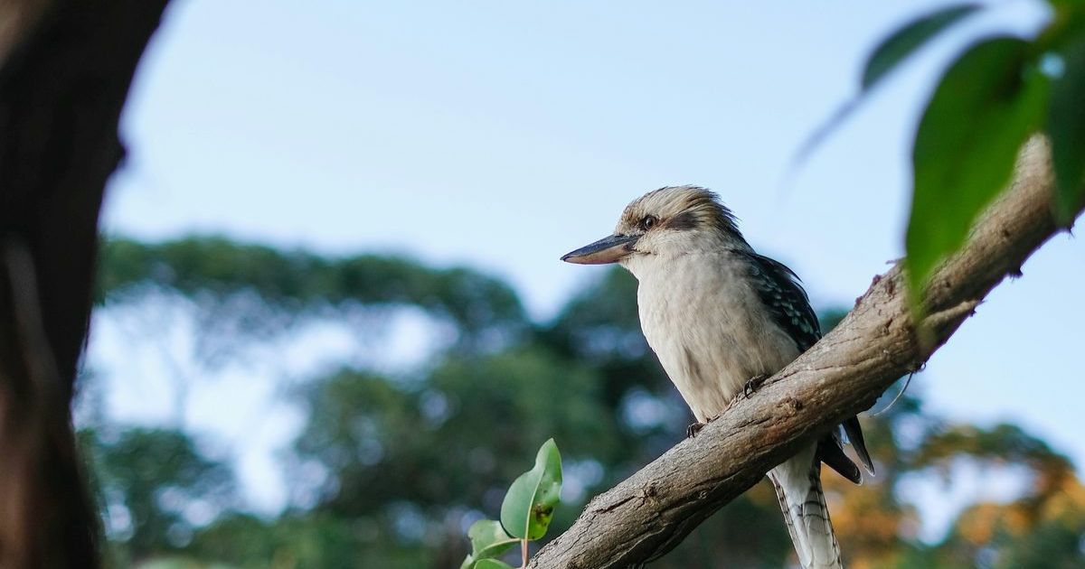 Aussie Bird Count