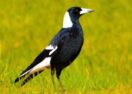 Magpie swooping season