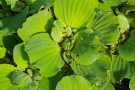Invasive water lettuce
